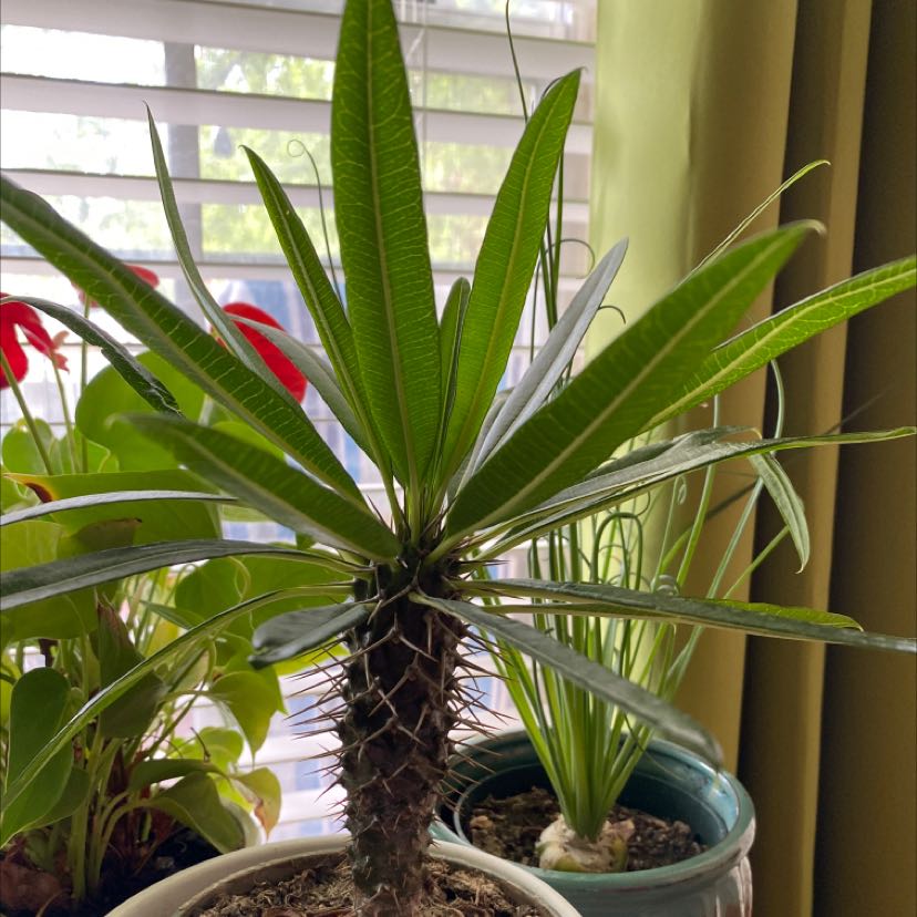 Madagascar Palm with healthy green leaves, potted indoors near a window.