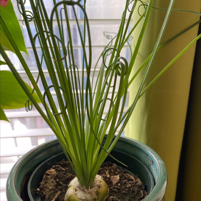 Frizzle Sizzle plant in a pot with curly green leaves and visible soil.