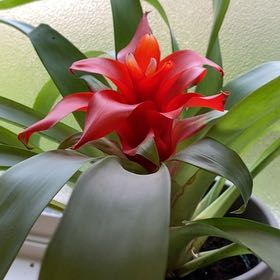 Photo of the plant species King of the Bromeliads by Stephanie named Bro on Greg, the plant care app