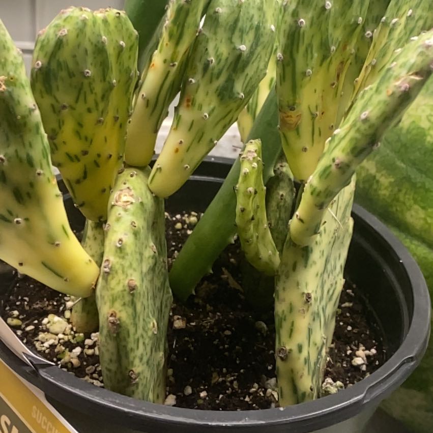 Photo of the plant species Warm Hand Cactus by @YesSpanishbroom named Mochi on Greg, the plant care app