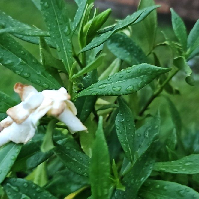 Photo of the plant species Frost Proof Gardenia by @HeroBushlawyer named Gargi on Greg, the plant care app