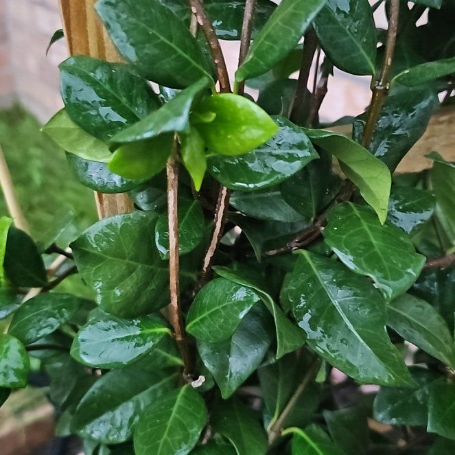 Photo of the plant species jasmine by @HeroBushlawyer named Queen on Greg, the plant care app