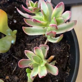 Photo of the plant species Crassula capitella subsp. capitella by @GermaneSnowpeas named Sir Plants-elot on Greg, the plant care app