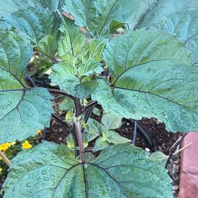 Photo of the plant species Richweed by @WizardSpiderman named Beyonce on Greg, the plant care app