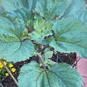 Photo of the plant species Richweed by @WizardSpiderman named Luna on Greg, the plant care app