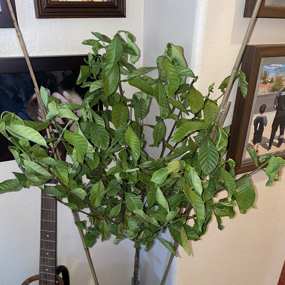 Photo of the plant species Miami Supreme Gardenia by @WorldlyJade named Ronaldo on Greg, the plant care app