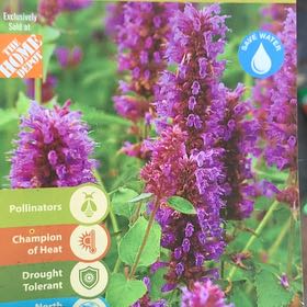 Photo of the plant species Hummingbird Mint by @QuickCrystalice named Sage on Greg, the plant care app