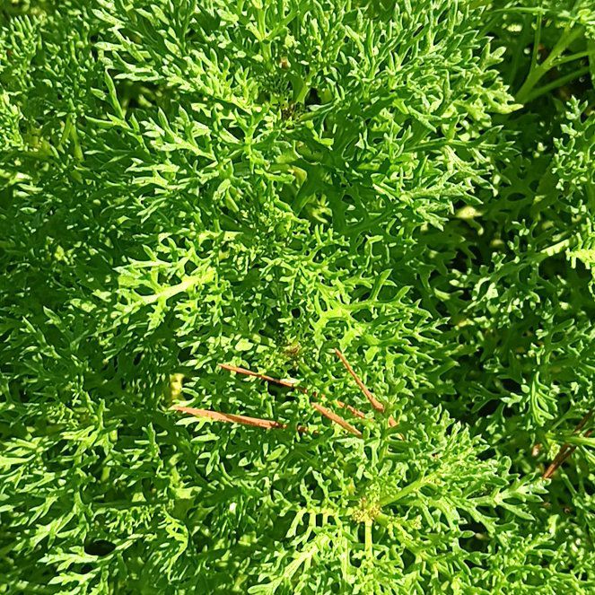 Photo of the plant species Parsley Fern by @TastyTigersjaw named Harmony on Greg, the plant care app