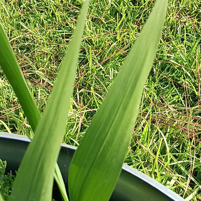 Photo of the plant species Cape Bugle-Lily by @TastyTigersjaw named Ronaldo on Greg, the plant care app