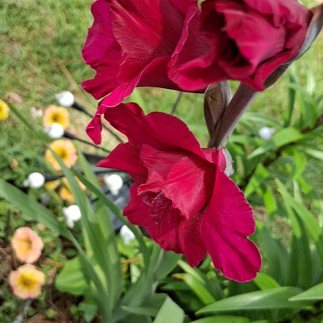 Photo of the plant species Gladiolus by @TastyTigersjaw named Robert Plant on Greg, the plant care app