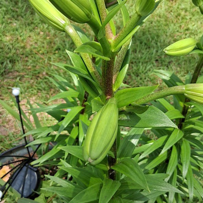 Photo of the plant species Tiger Lily by @TastyTigersjaw named Michelle Branch on Greg, the plant care app