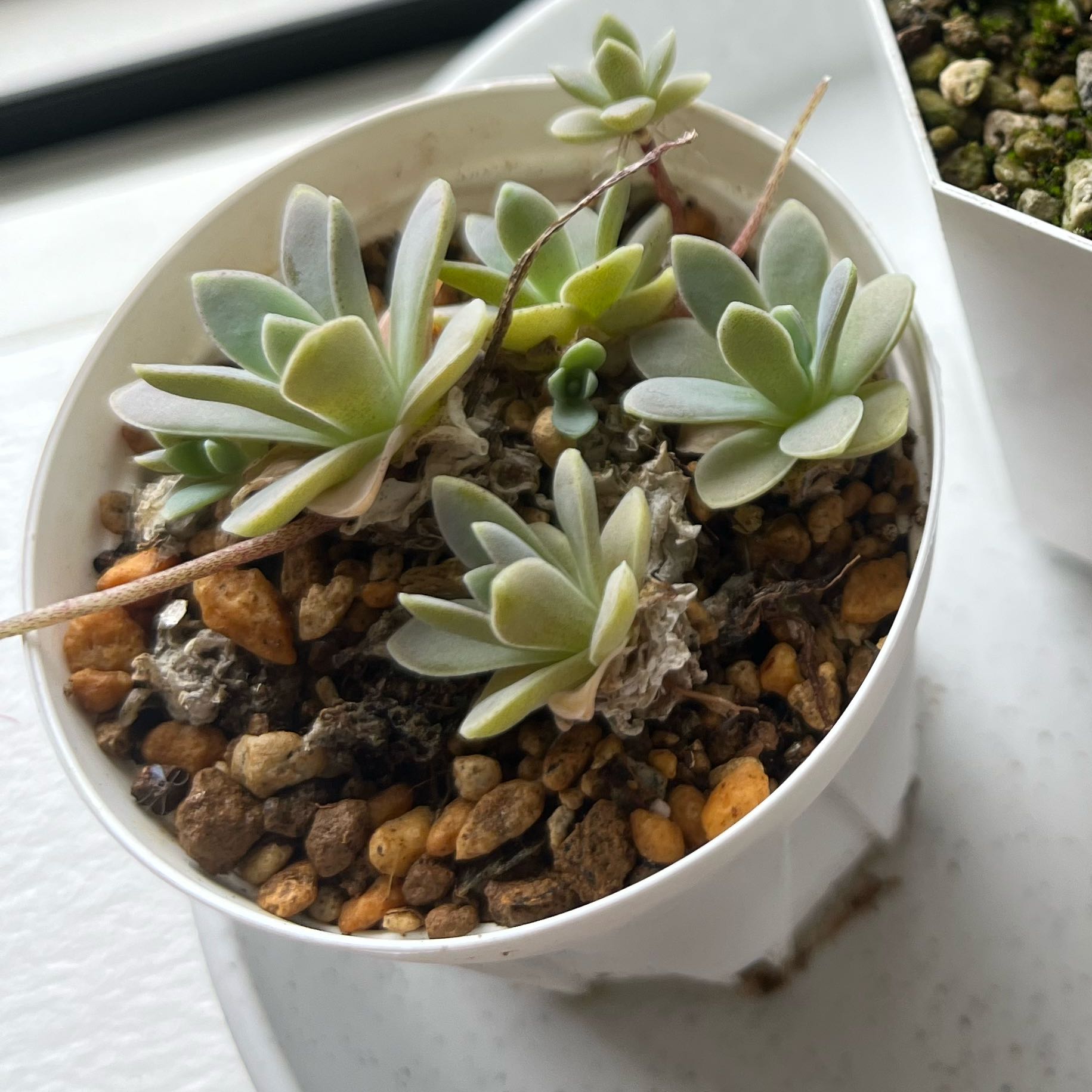 Photo of the plant species Dunce Cap by @TrustyWarnockia named Mari on Greg, the plant care app