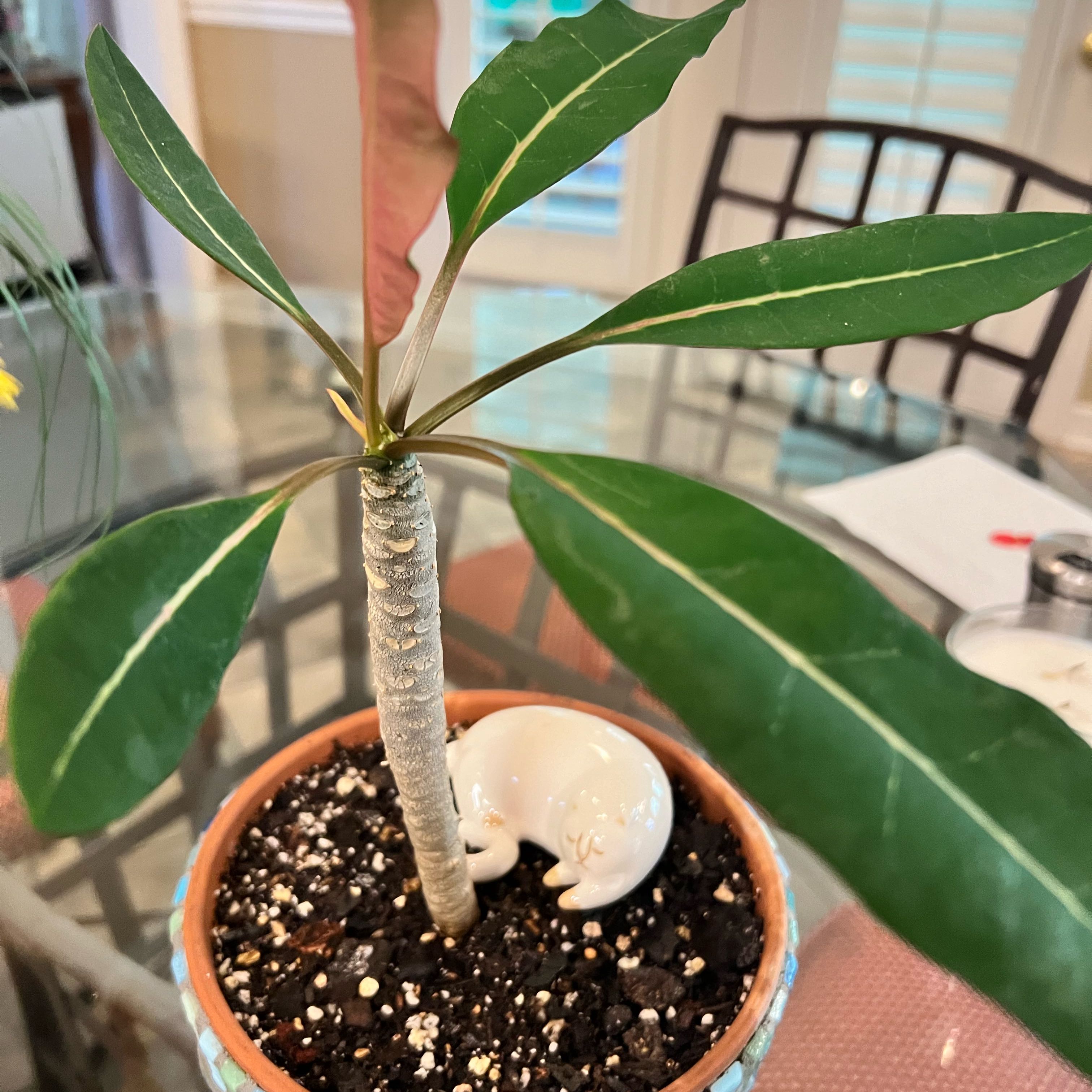 Photo of the plant species Euphorbia millotii by @ForcefulBlue named Shakira on Greg, the plant care app