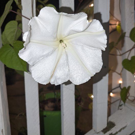 Photo of the plant species Moonflower, moon vine, tropical white morning glory by @kattanna named Sailor Moon on Greg, the plant care app