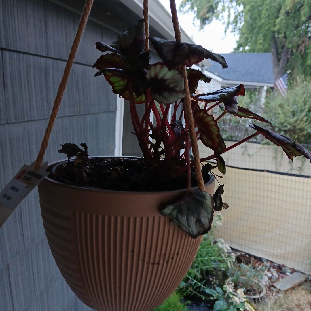 Photo of the plant species Red kiss Begonia by @radiowing named Princess on Greg, the plant care app