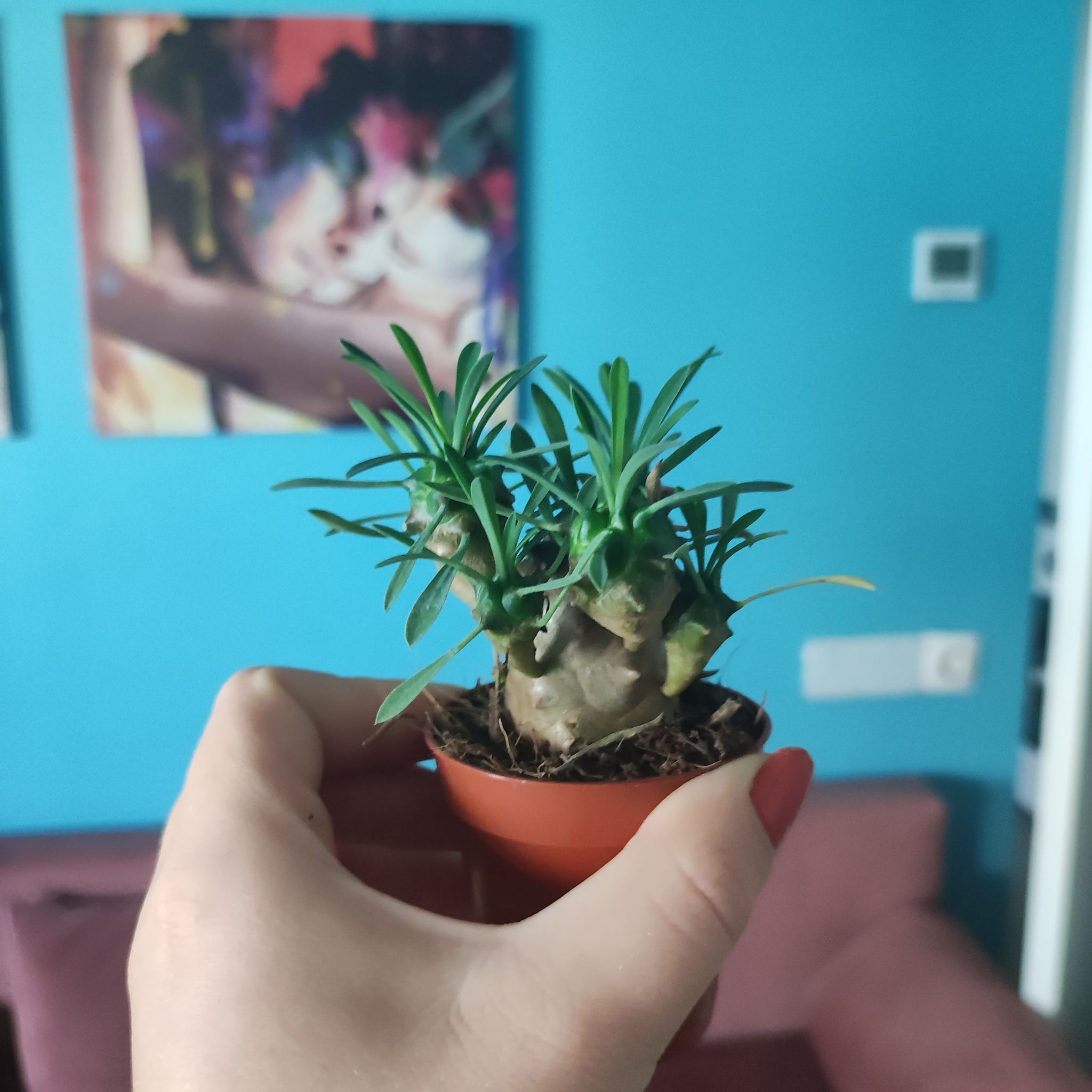 Photo of the plant species Euphorbia Nivulia Cristata by @GlossyBrowallia named Naomi on Greg, the plant care app