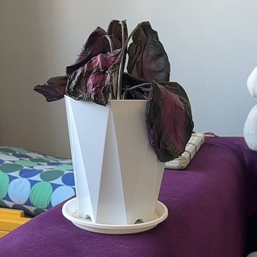 Photo of the plant species crimson rose calathea by @BetterPossumhaw named Rose calathea on Greg, the plant care app