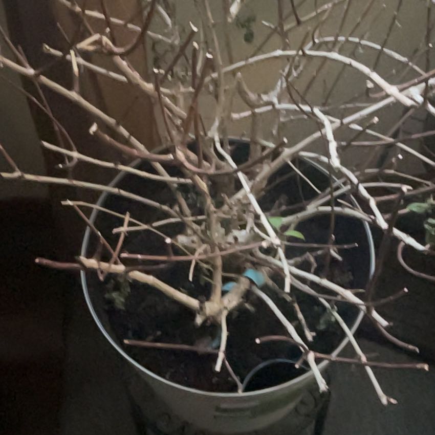 Photo of the plant species Hairy Bittercress by Debra named Surya on Greg, the plant care app
