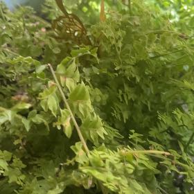 Photo of the plant species Toothed Plagiomnium Moss by Debra named McKinley on Greg, the plant care app