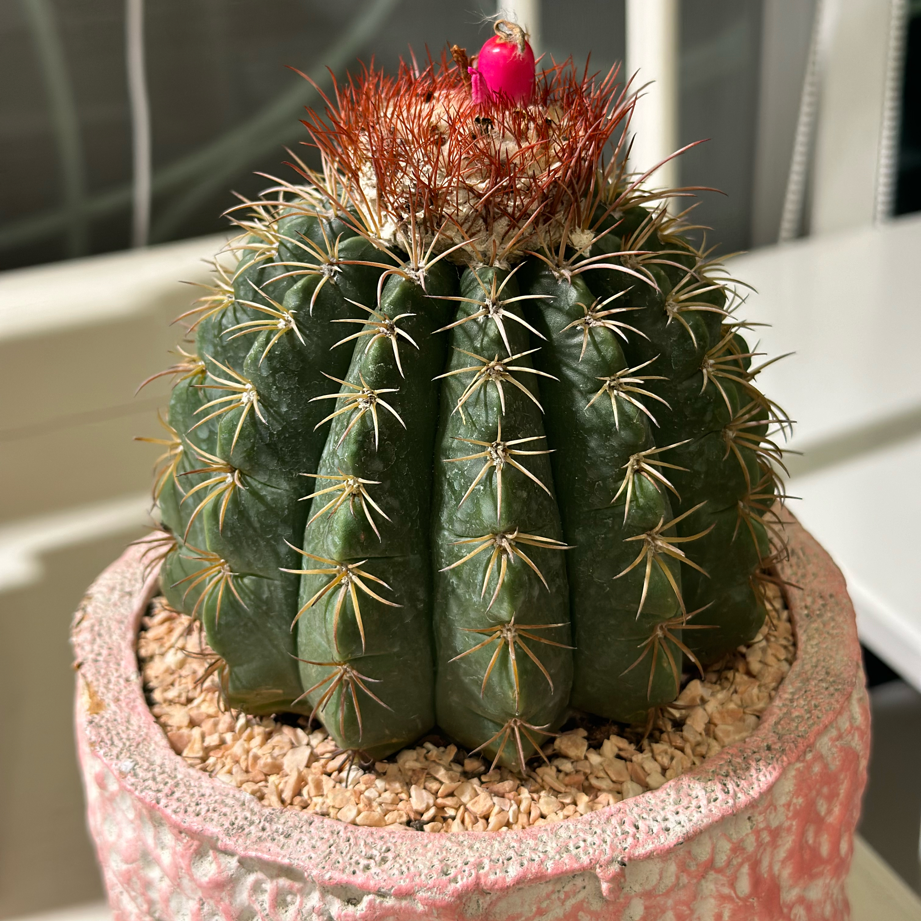 Photo of the plant species Melocactus curvispinus by @faiiryfaiiry named Kendall on Greg, the plant care app