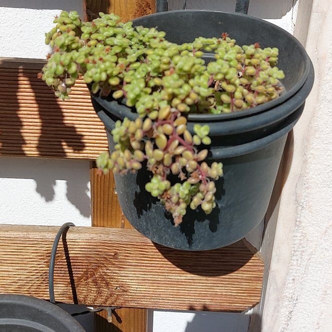 Photo of the plant species Crassula expansa by @WhizBottlesedge named Felony on Greg, the plant care app