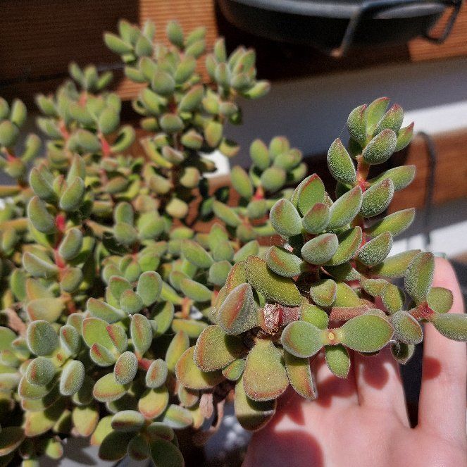 Photo of the plant species Crassula Green Beans by @WhizBottlesedge named Bodhi on Greg, the plant care app