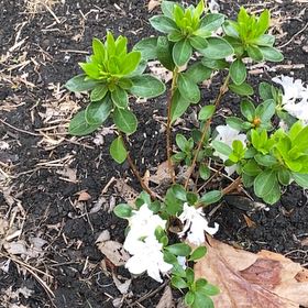 Photo of the plant species Azalea by @HotFirebirdaloe named Einstein on Greg, the plant care app