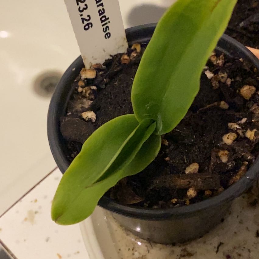 Photo of the plant species Cattleya Motte Spot 'Paradise' by @HotFirebirdaloe named Catt Stevens on Greg, the plant care app