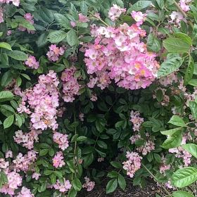 Photo of the plant species Carolina Rose by @HotFirebirdaloe named Belle on Greg, the plant care app