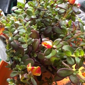 Photo of the plant species Portulaca grandiflora 'Orange' by @HotFirebirdaloe named Gregarious on Greg, the plant care app