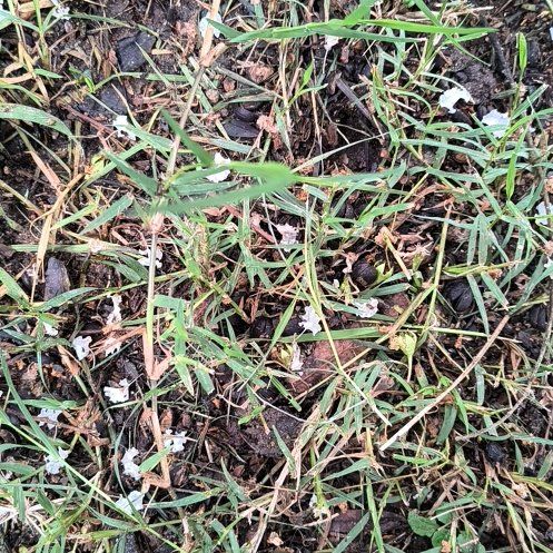 Photo of the plant species Wiregrass by @WittyPōhutukawa named Marilyn on Greg, the plant care app