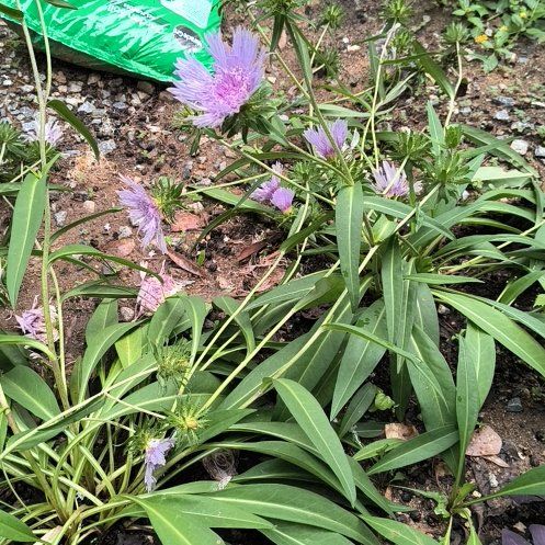 Photo of the plant species Stokes' Aster by @WittyPōhutukawa named Muhammad Ali on Greg, the plant care app