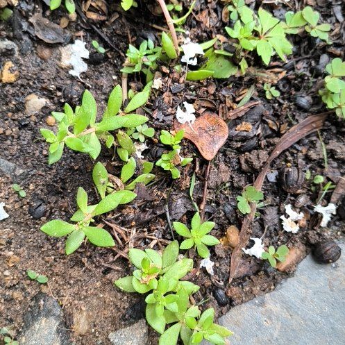 Photo of the plant species Sedum Sarmentosum by @WittyPōhutukawa named Maya on Greg, the plant care app