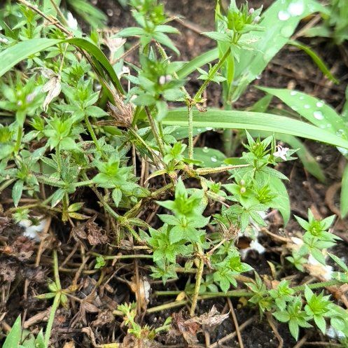 Photo of the plant species Blue Fieldmadder by @WittyPōhutukawa named Fernie Saunders on Greg, the plant care app