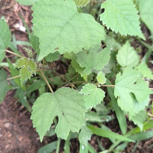Photo of the plant species Broussonetia Papyrifera by @WittyPōhutukawa named Anne on Greg, the plant care app