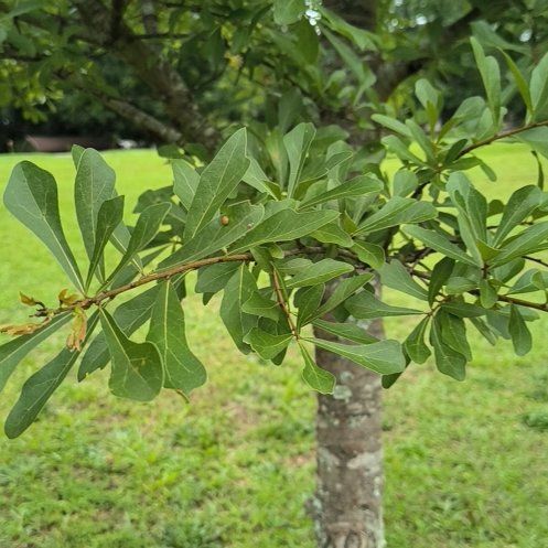 Photo of the plant species Water Oak by @WittyPōhutukawa named Treeyoncé on Greg, the plant care app