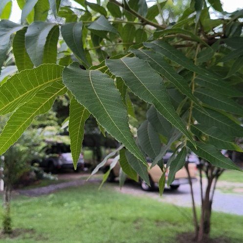 Photo of the plant species Pecan by @WittyPōhutukawa named Lavender on Greg, the plant care app