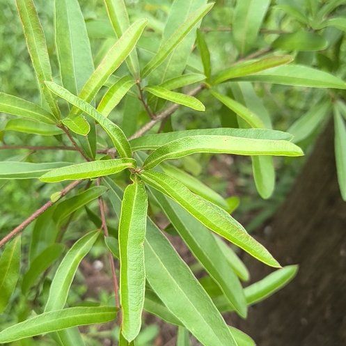 Photo of the plant species Willow Oak by @WittyPōhutukawa named Cleopatra on Greg, the plant care app