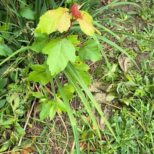 Photo of the plant species Amur Maple by @WittyPōhutukawa named Peter Parker on Greg, the plant care app