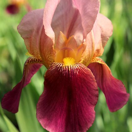 Photo of the plant species German Iris by @PoisedPurei named Sanders on Greg, the plant care app