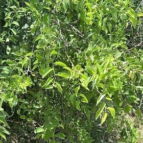 Photo of the plant species American Plum by @ArdentGiantreed named Sir Plancelot on Greg, the plant care app