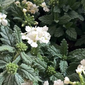 Photo of the plant species Goodding's Verbena by @FullRescuegrass named Elle on Greg, the plant care app