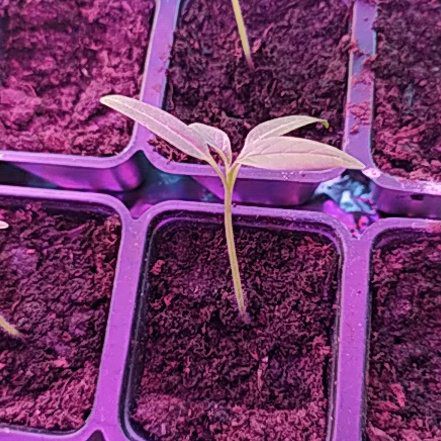 Photo of the plant species Devil's trumpet by @LovableSmellfox named Aria on Greg, the plant care app