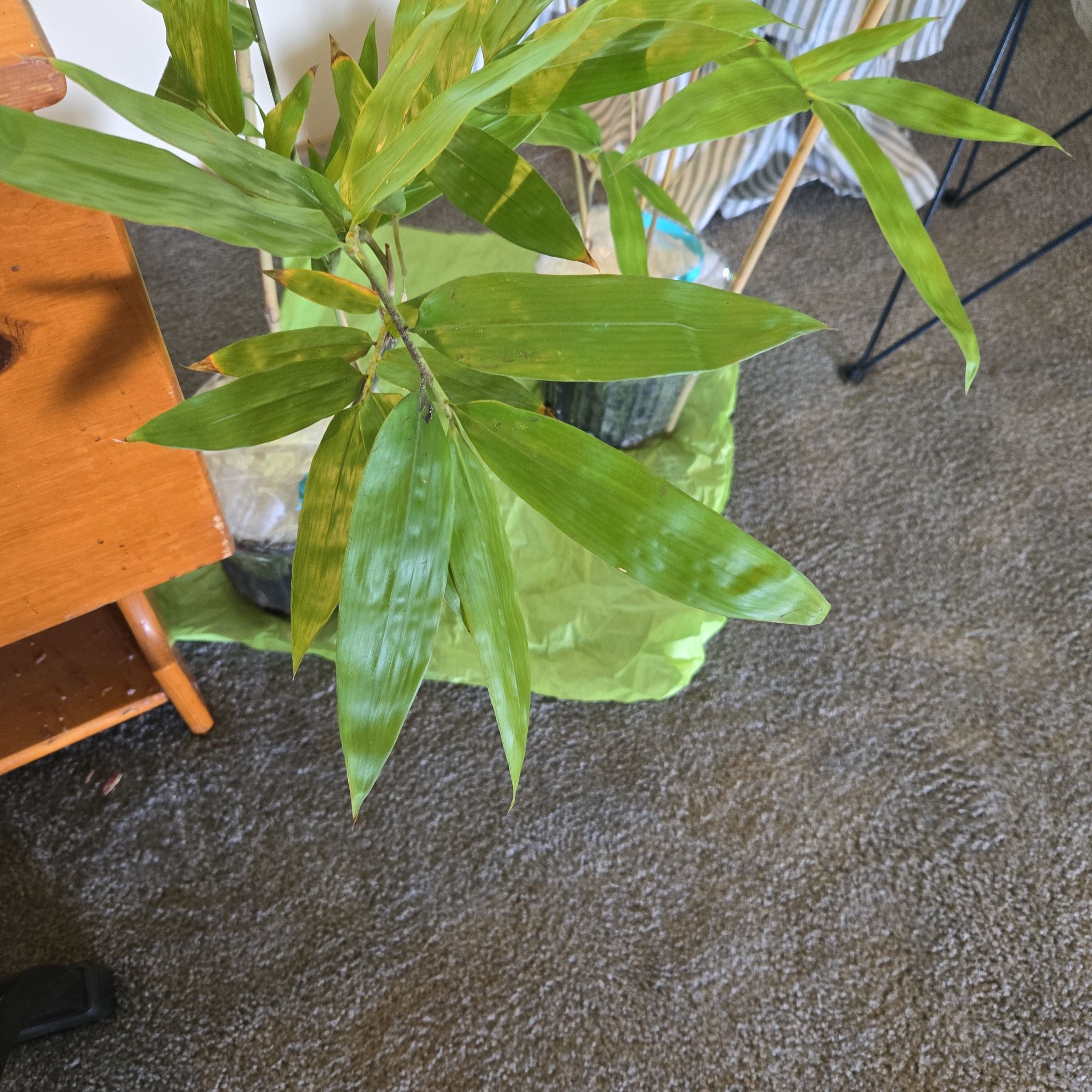 Photo of the plant species Black Bamboo by @oldkountry55 named Bruce Lee on Greg, the plant care app