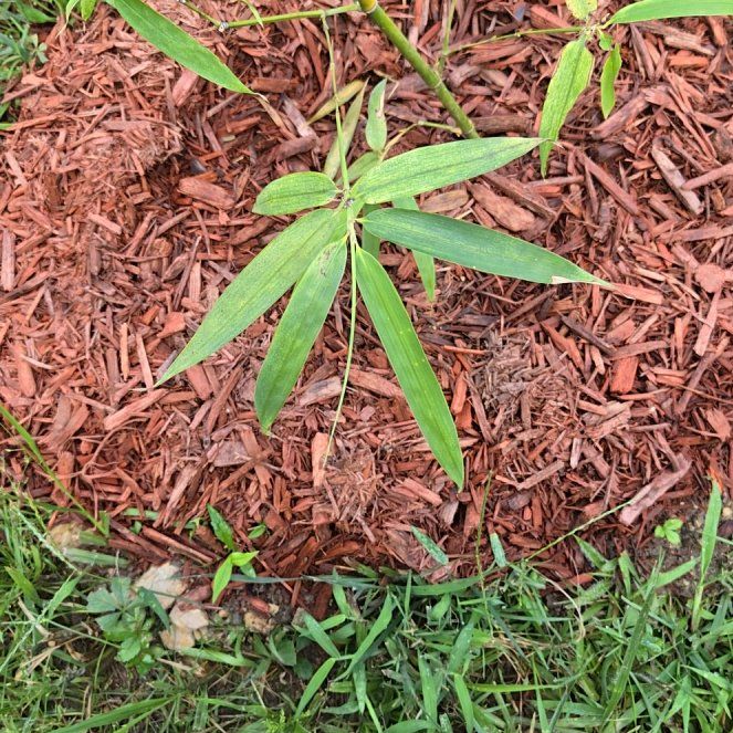 Photo of the plant species Phyllostachys Edulis by @oldkountry55 named Plato on Greg, the plant care app