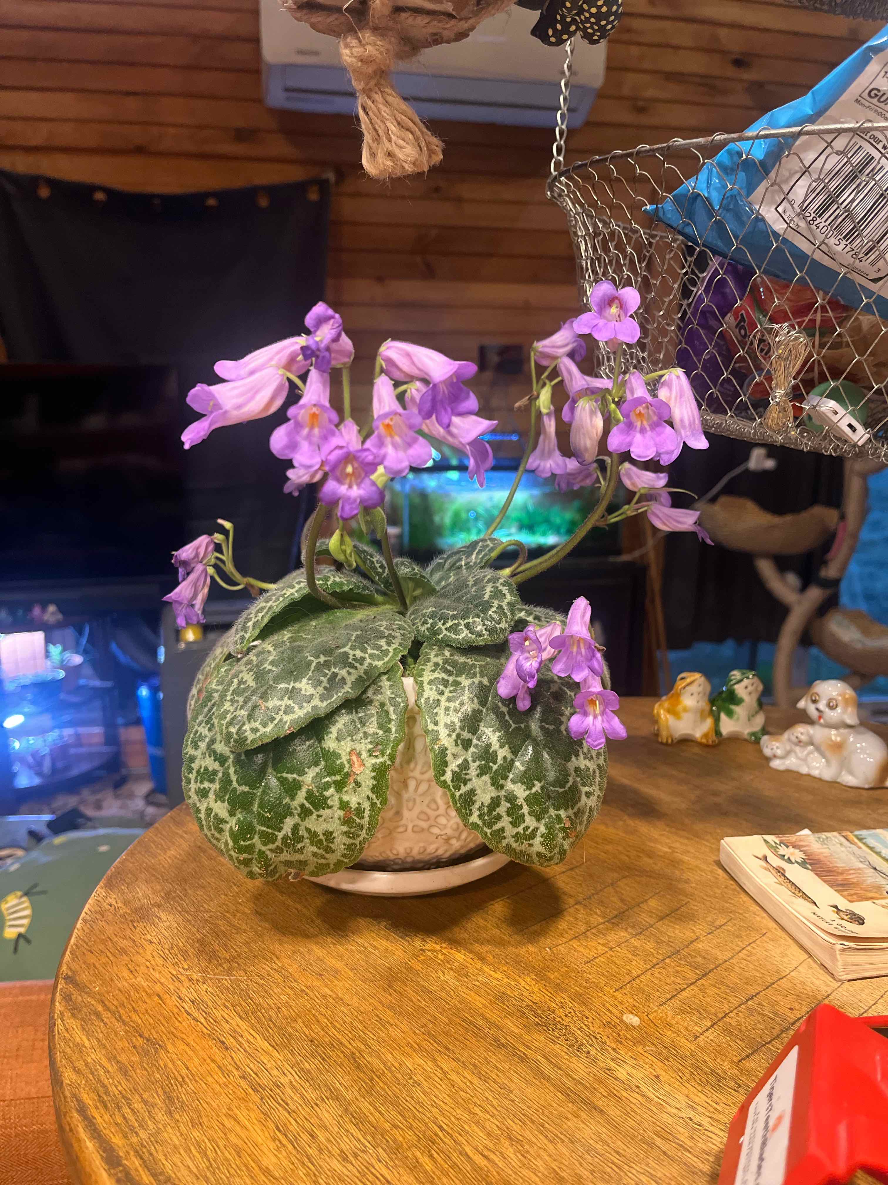 Photo of the plant species Streptocarpus 'Pretty Turtle' by @PondMuck named Ridley on Greg, the plant care app