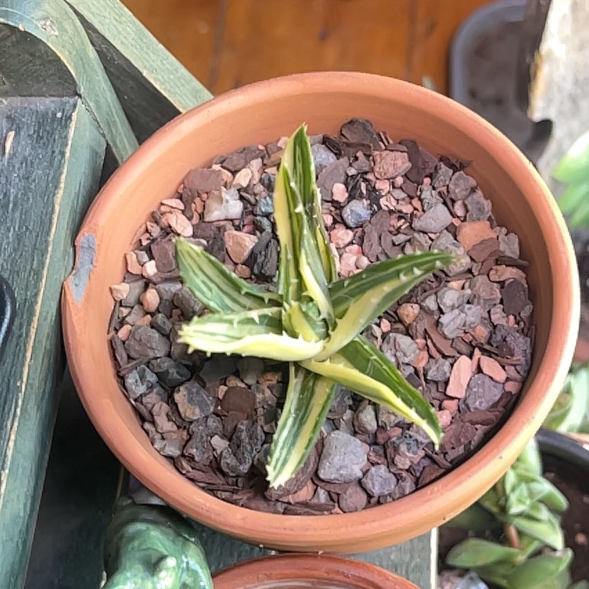 Photo of the plant species Aloe nobilis 'Variegata' by @PondMuck named Homer on Greg, the plant care app