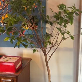 Photo of the plant species weeping fig by @PondMuck named Garbage on Greg, the plant care app