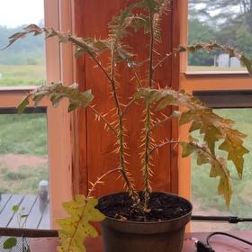 Photo of the plant species Porcupine Tomato by @PondMuck named Daxm on Greg, the plant care app