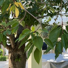 Photo of the plant species Akebono Cherry by @MasterLancewood named Denali on Greg, the plant care app